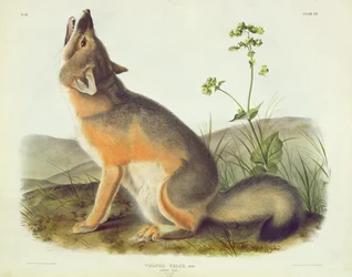 ヴォルペスヴェロックス（スイフトフォックス）、「北アメリカの四足獣」のプレート52、ジョンT.ボーエン（1801-c.1856）、1844年に彫刻